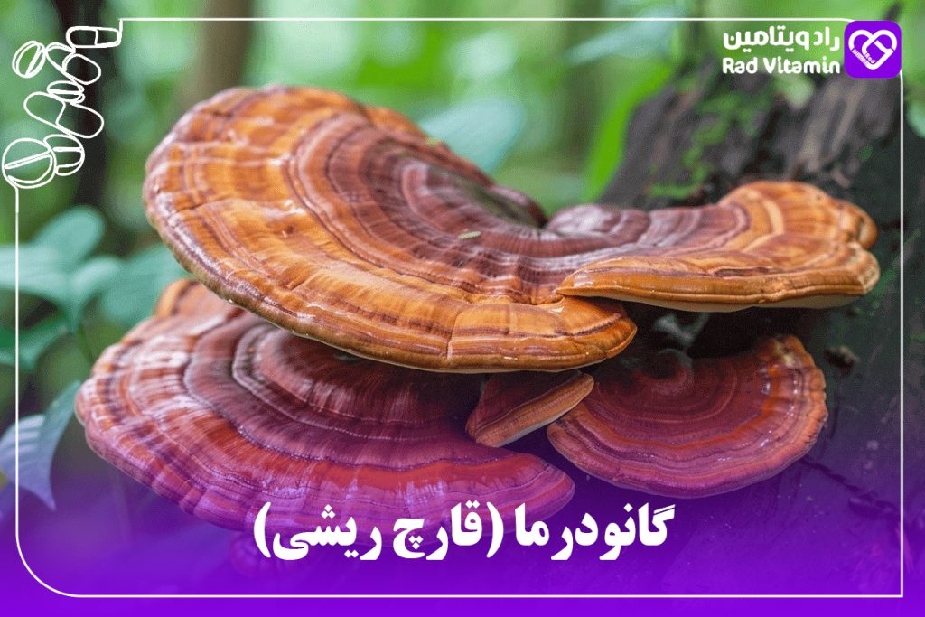 گانودرما (قارچ ریشی)