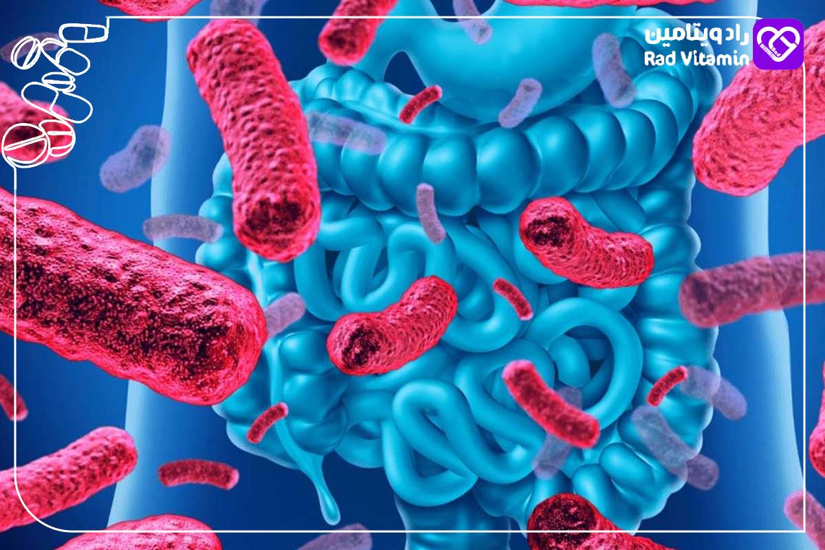AHCC و سلامت روده؛ بررسی علمی نقش AHCC و AHCC 50+ در بهبود میکروبیوم و ایمنی گوارشی 3 باکتریهای مفید روده